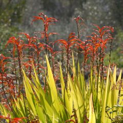 Chasmanthe floribunda - Casmante