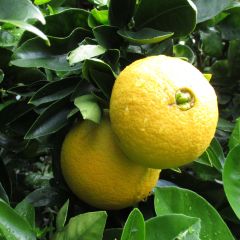 Citrus sinensis Washington Navel - Arancio
