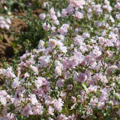 Clarkia unguiculata Apple Blossom