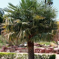 Copernicia alba - Palma da cera