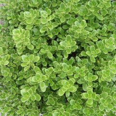 Coprosma Mini Mac - Pianta specchio