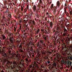 Coprosma Pacific Dawn - Pianta specchio