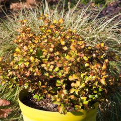 Coprosma robusta Pina colada - Pianta specchio