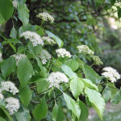 Cornus alternifolia