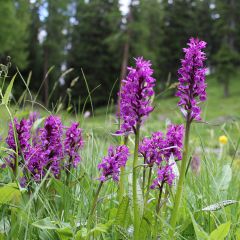 Dactylorhiza majalis