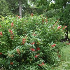 Erythrina crista-galli Compacta
