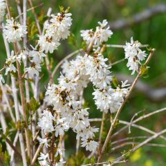 Abeliophyllum distichum - Forsizia bianca