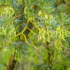 Fraxinus angustifolia