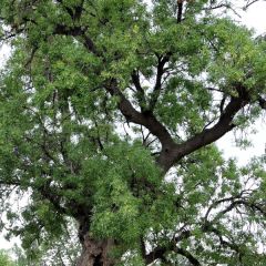 Fraxinus angustifolia Raywood