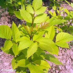Fraxinus chinensis Emma's Gold