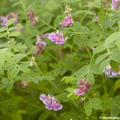 Lathyrus niger - Cicerchia nera