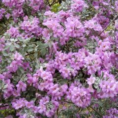 Leucophyllum frutescens - Leucofillo