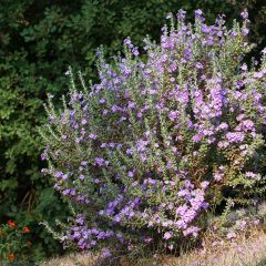 Leucophyllum langmaniae - Leucofillo