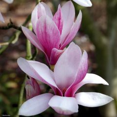 Magnolia soulangeana