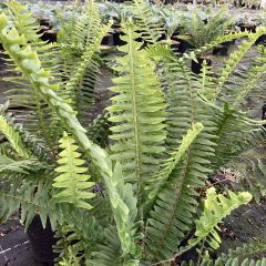 Nephrolepis cordifolia Artic Jungle - Felce cordifolia