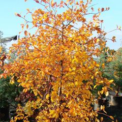 Nyssa sylvatica Autumn Cascades