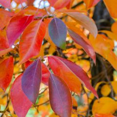 Nyssa sylvatica Red Rage