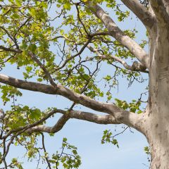 Platanus hispanica El Gordo - Platano