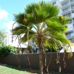 Pritchardia thurstonii
