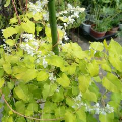 Polygonum aubertii Summer Sunshine Acofal