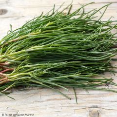 Salsola komarovii - Alga salata