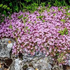 Saponaria ocymoides - Saponaria rossa