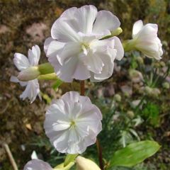 Saponaria officinalis Alba Plena - Saponaria comune