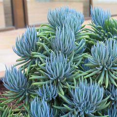 Senecio talinoides subsp. mandraliscae - Cleinia