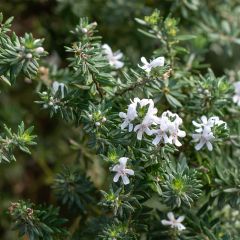 Westringia fruticosa Mundi - Falso rosmarino