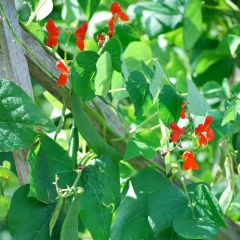 Fagiolo rampicante Scarlet Emperor Bio - Ferme de Sainte Marthe