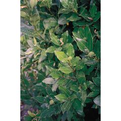 Laurus nobilis De Jerusalem - Alloro