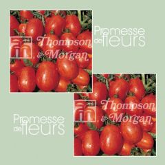 Pomodoro Rio Grande