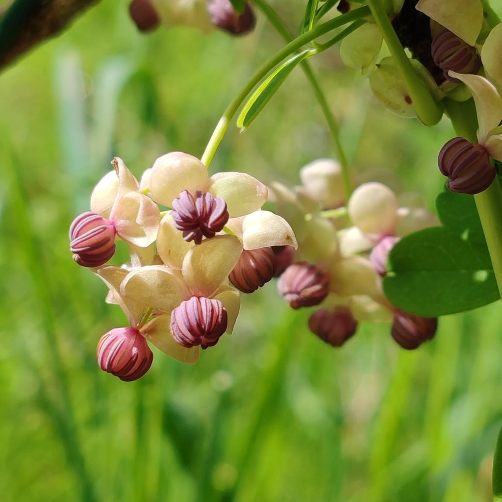 Akebia quinata Cream Form - Akebia a cinque foglie