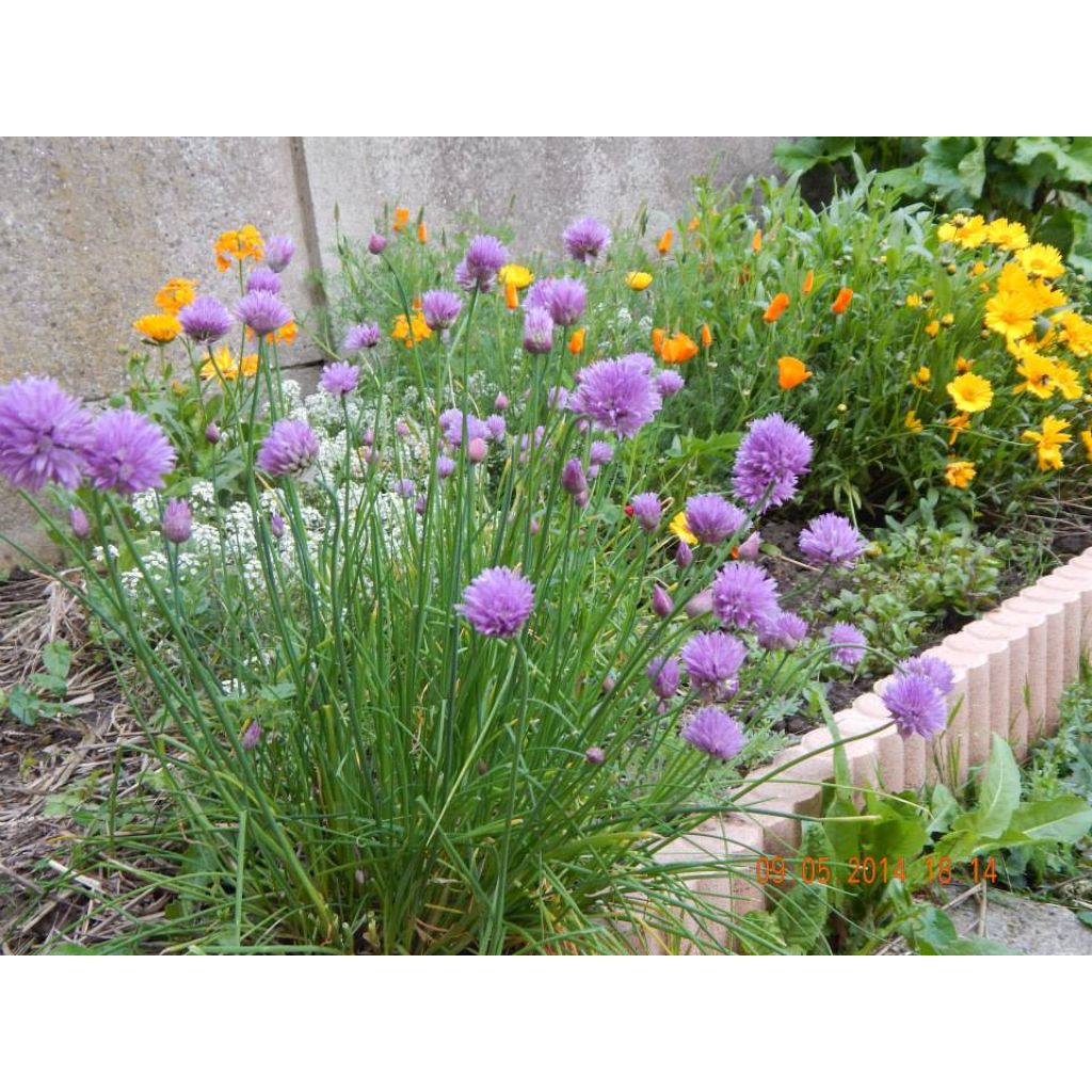 Erba cipollina - Allium schoenoprasum
