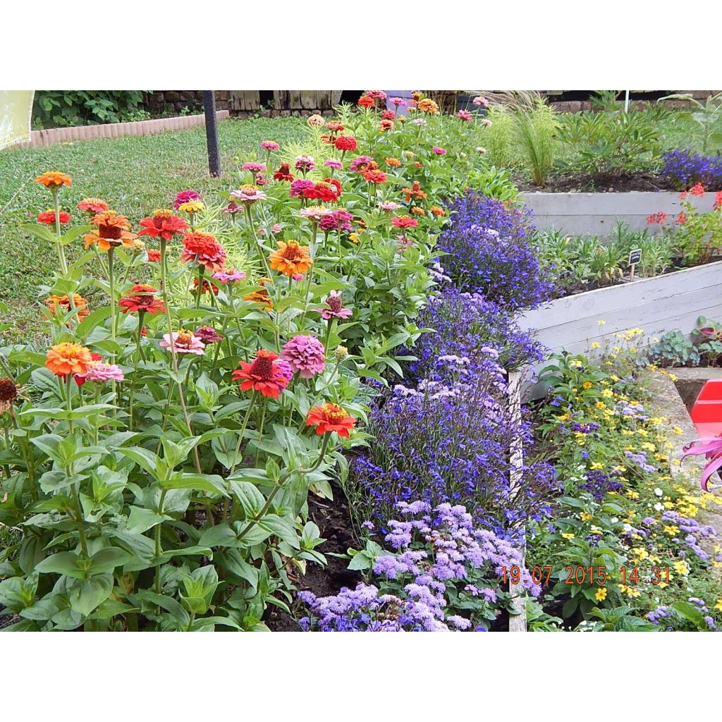 Zinnia Lilliput Mix