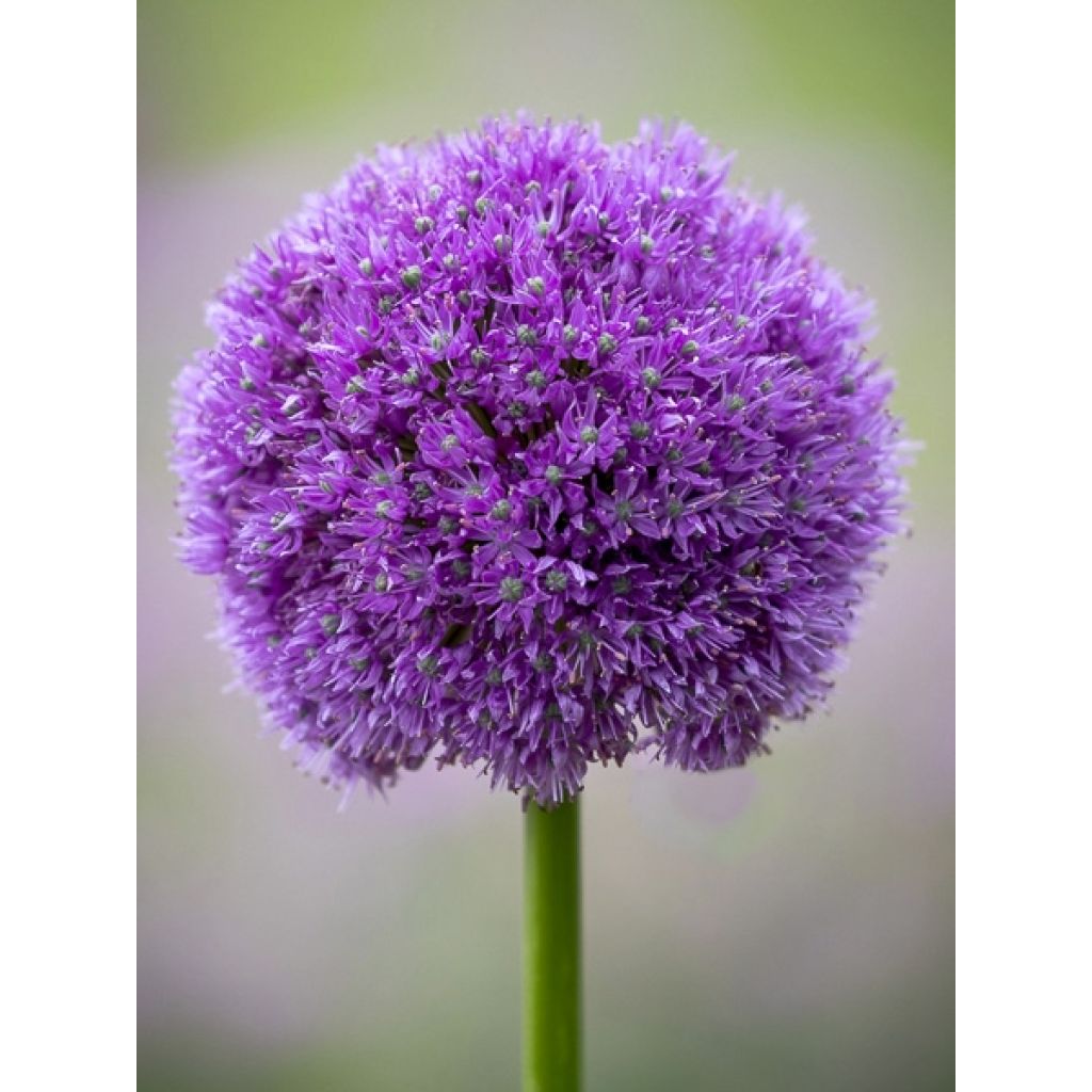 Allium macleanii - Aglio ornamentale