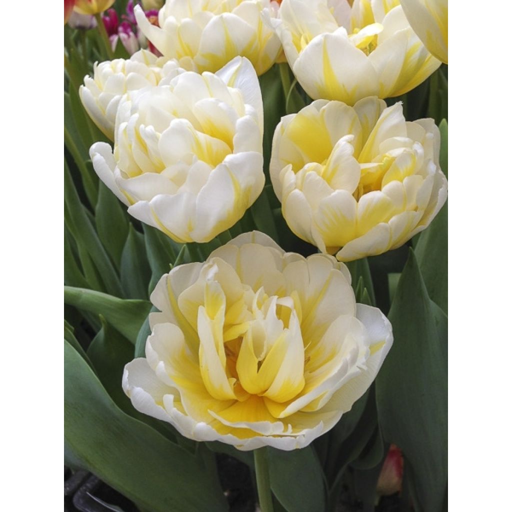 Tulipano Flaming Evita