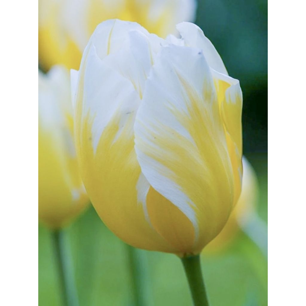 Tulipano Trionfo Happy People