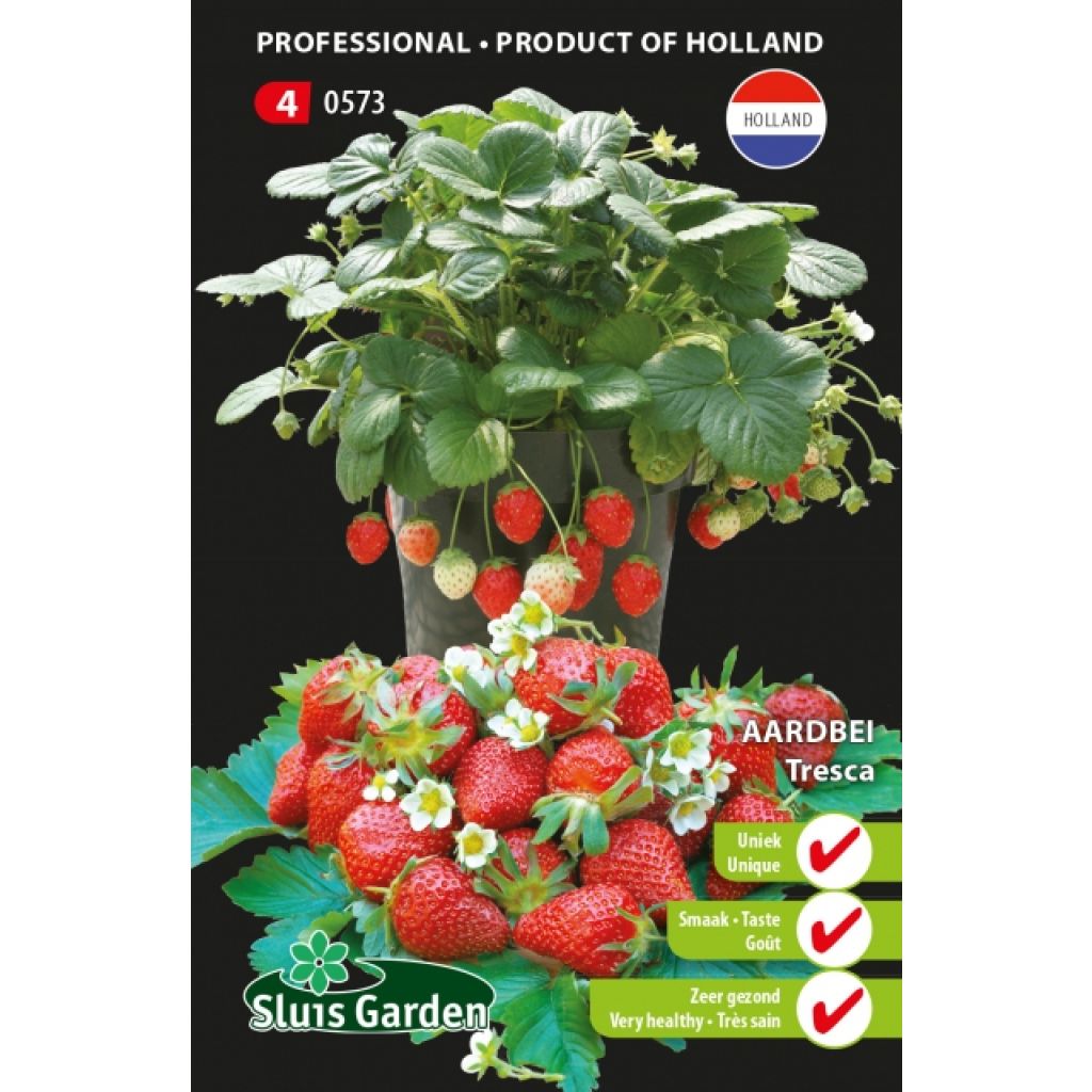 Fragola Temptation (semi)