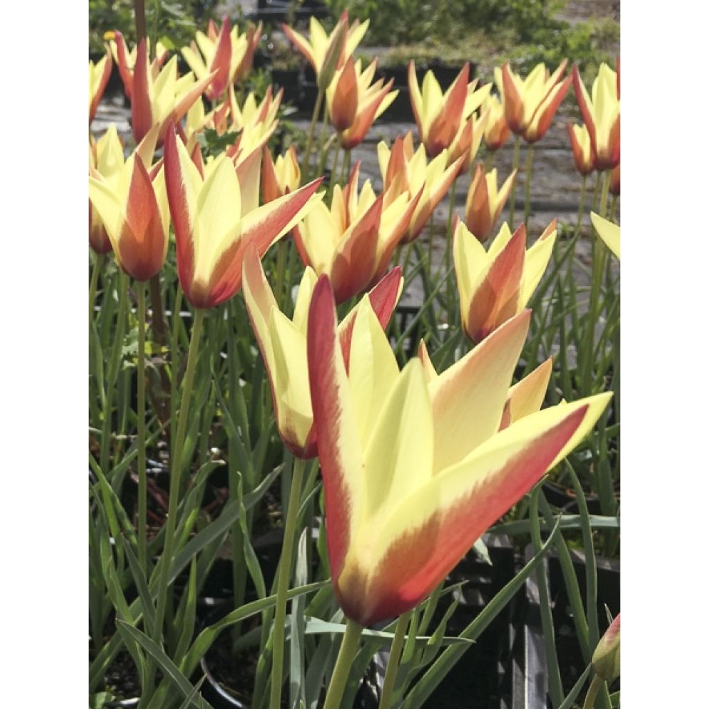 Tulipano clusiana Cynthia