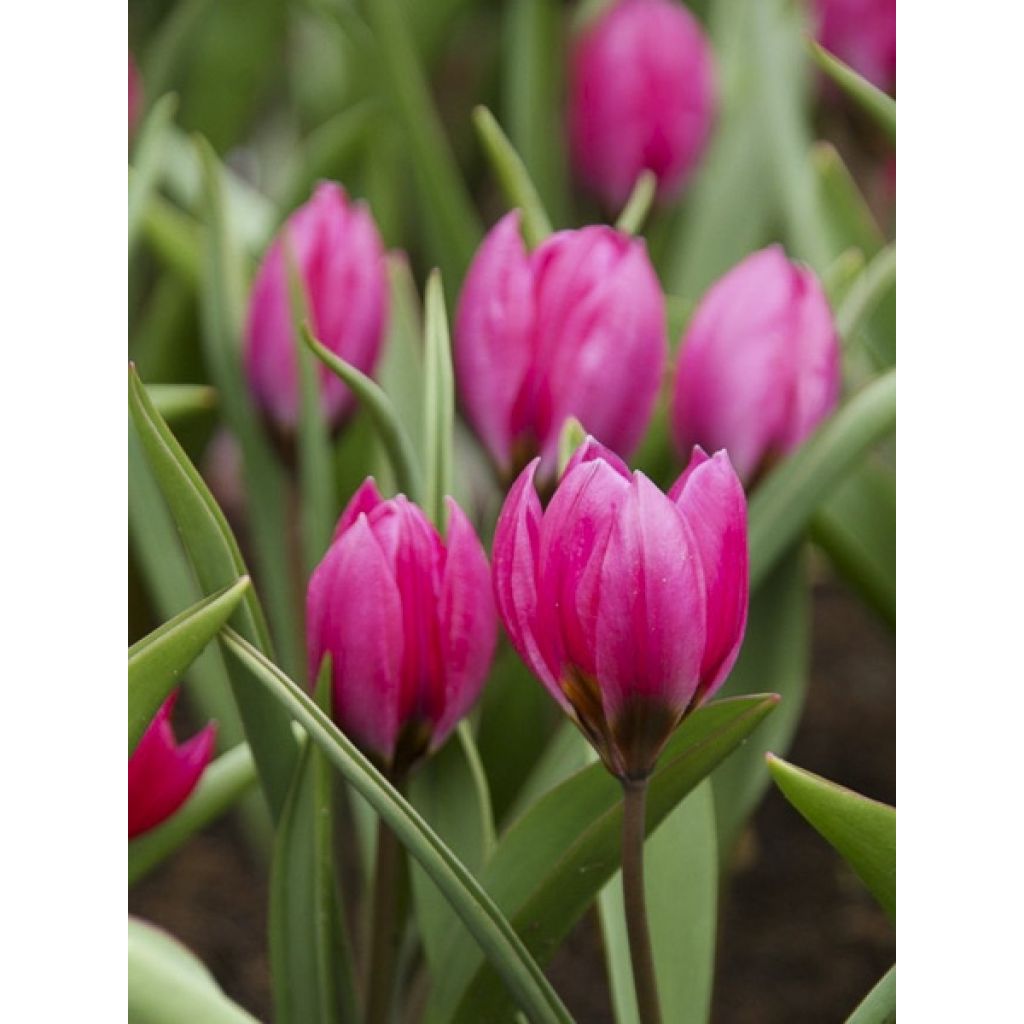Tulipano humilis var. pulchella Violacea - Tulipano botanico