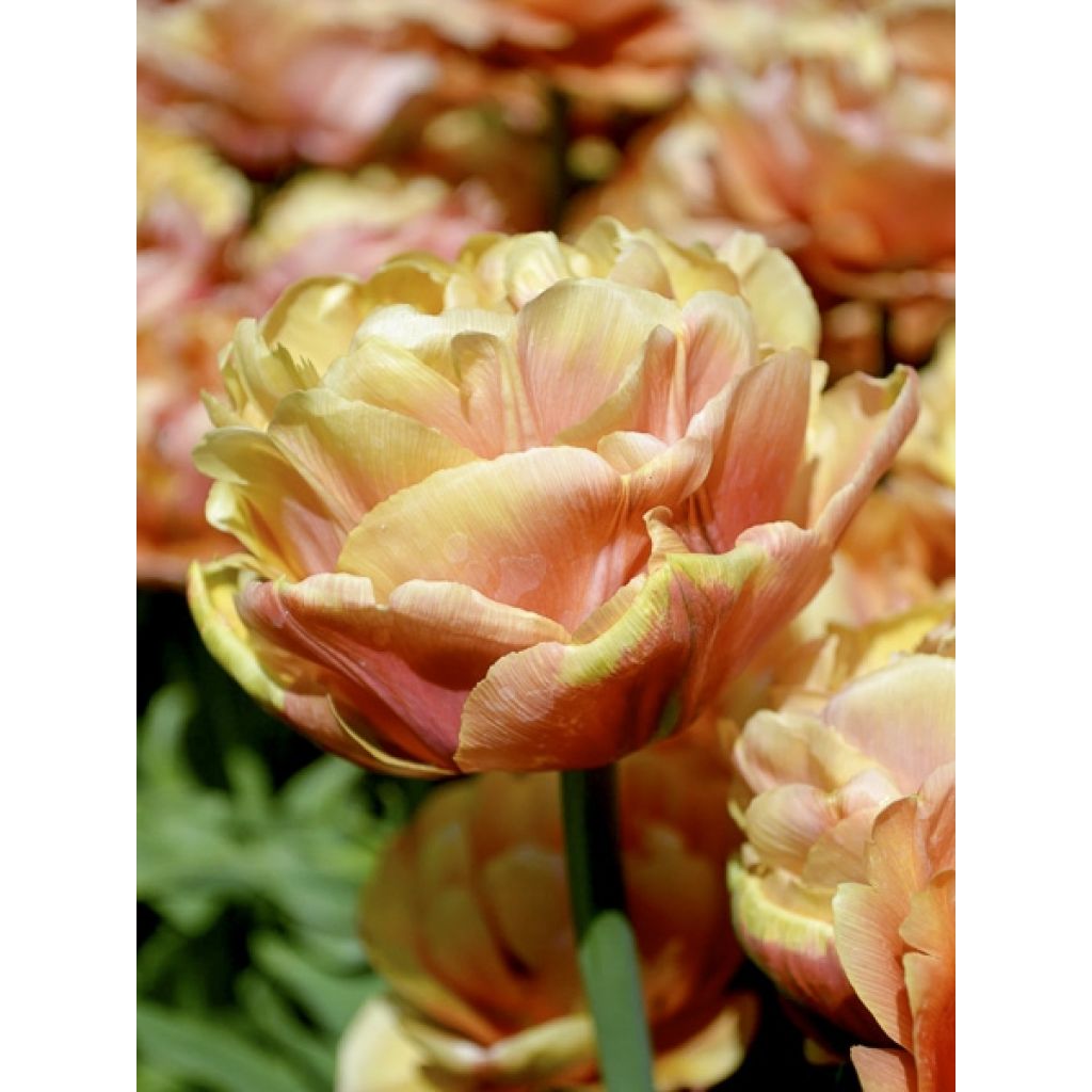Tulipano Copper Image