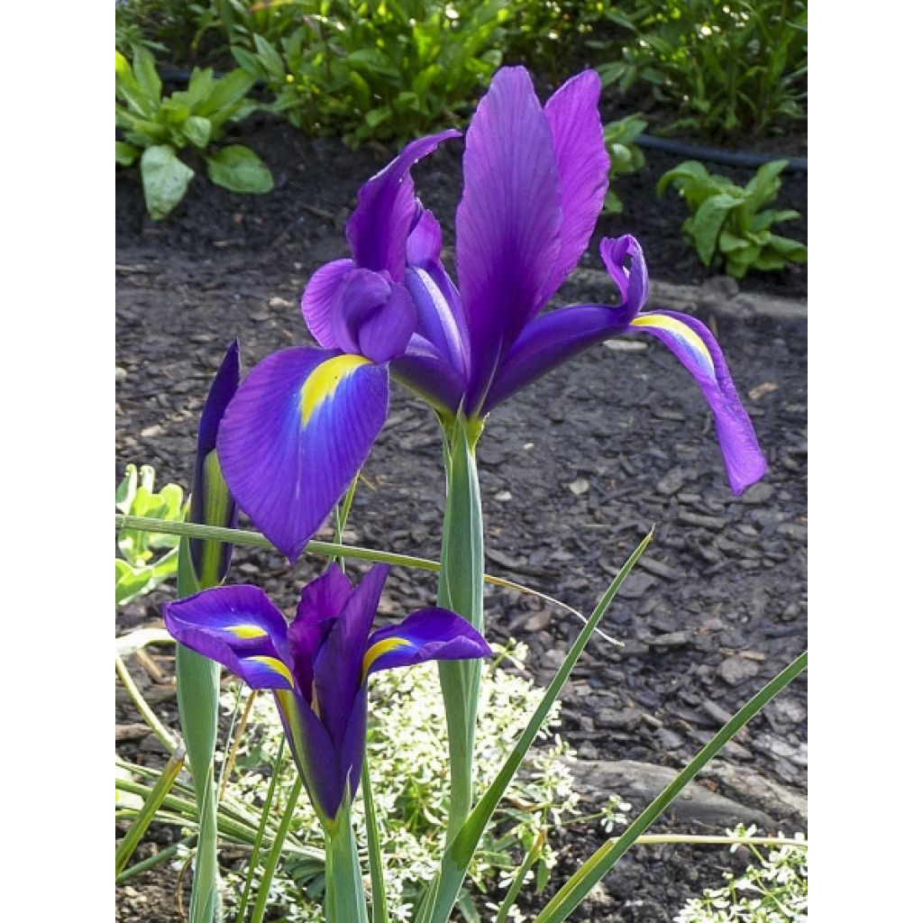 Iris hollandica Purple Sensation - Iris olandesi