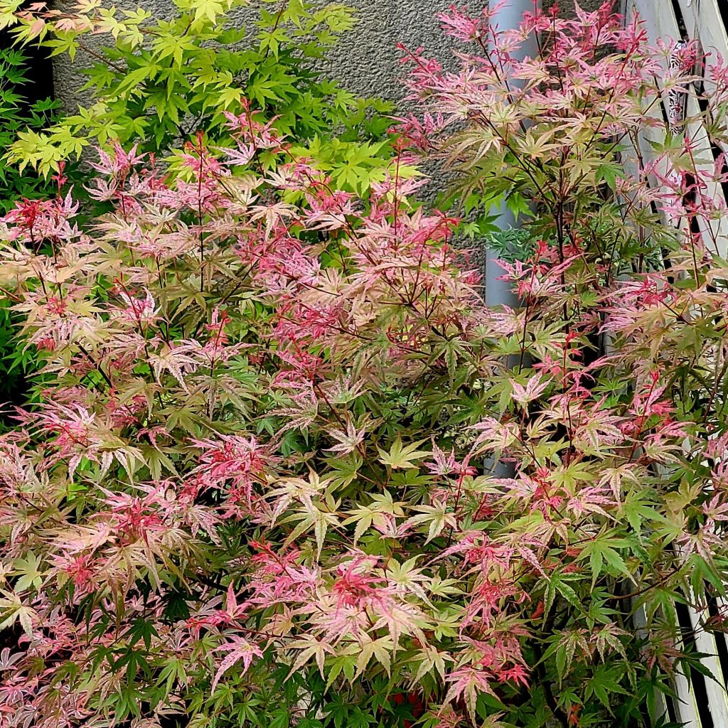 Acer palmatum Phoenix - Acero giapponese