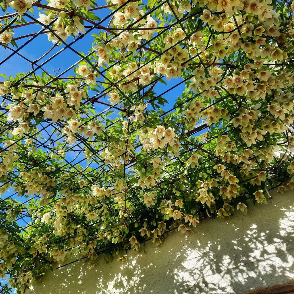 Clematis napaulensis Christmas Surprise - Clematide