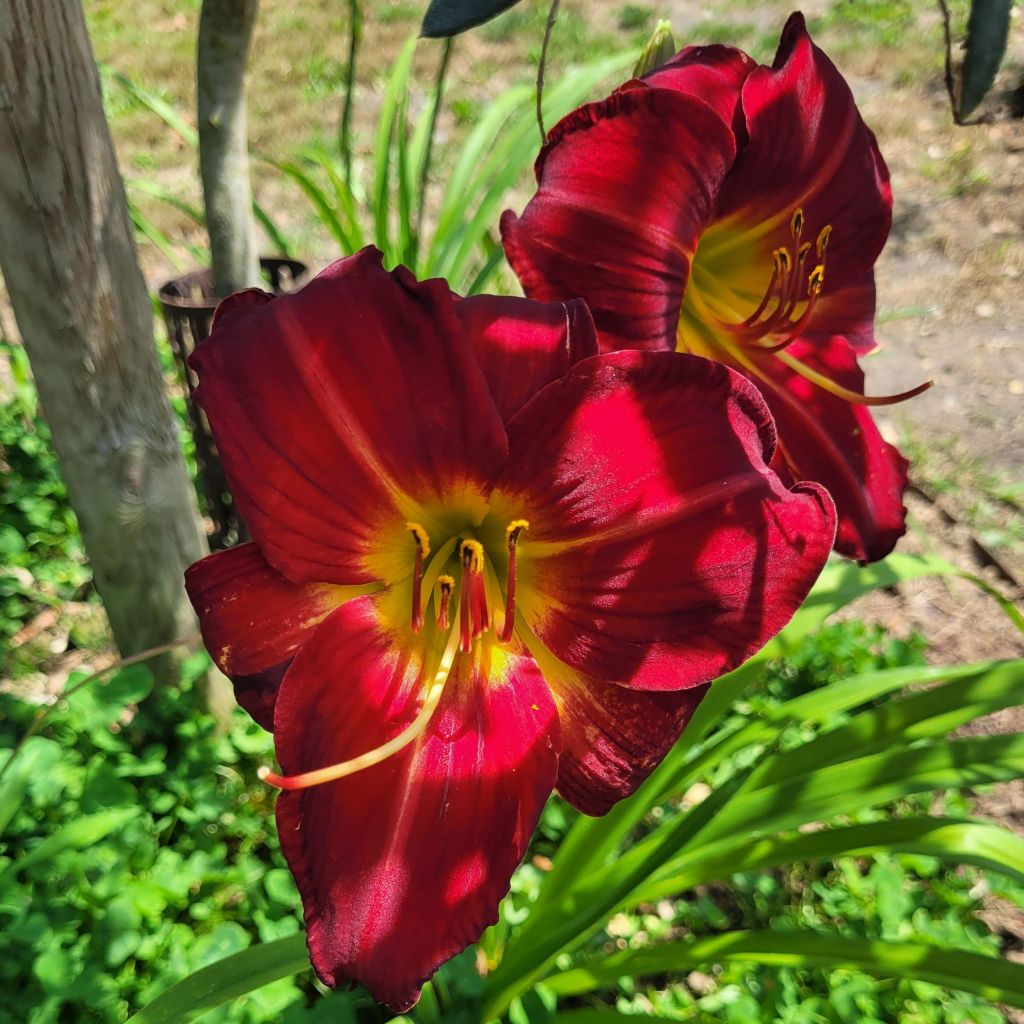 Hemerocallis Jolly Hearts - Emerocallide