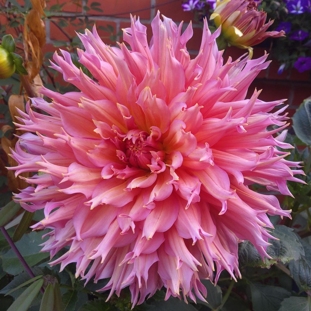 Dalia cactus Nenekasi