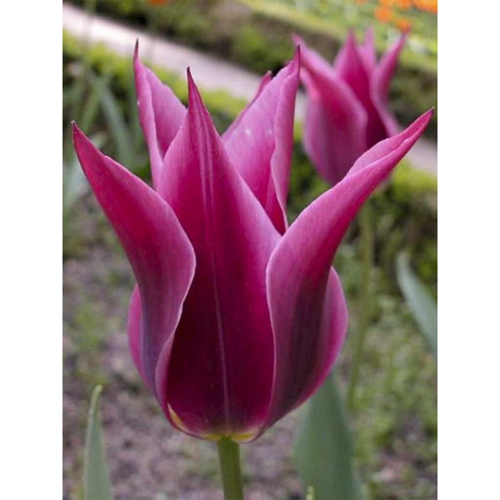 Tulipano Giglio Maytime