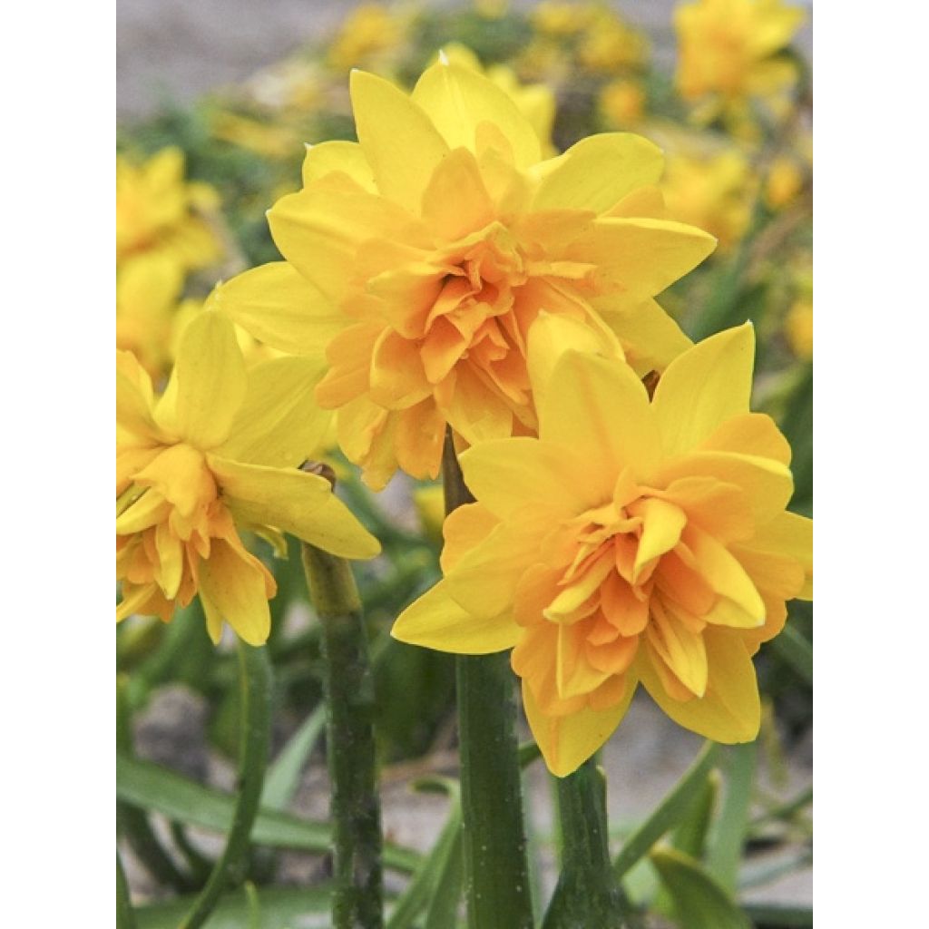 Narciso cyclamineus Tête Bouclée