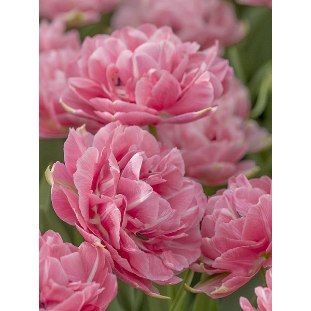 Tulipano Aveyron